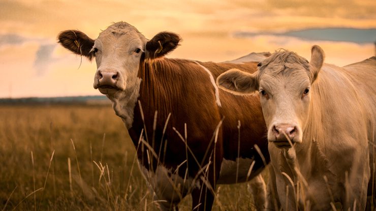 coffeyville livestock img